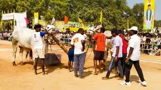 2026-ఎమ్మిగనూరు లో సీనియర్స్ విభాగం 1వ జత కే. రామాంజనేయులు గారి గిత్తలు గార్లదిన్నె (అఖండ& బహుబలి)