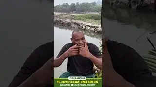 AKATALE K'EBYENNYANJA KANENE. TETUKAMALAAWO! #fish #farming #agriculture #nature #fishing #fishing