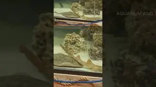 Pregnant stingray in North Carolina update #shorts #aquarium