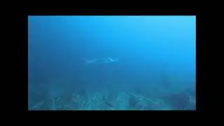 Poseidon Dive Center Diving in Taganga