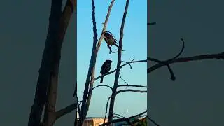 PAREJA DE CIGUAS PALMERAS 🌴 #shorts #aves #campo