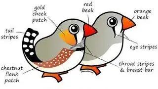 Zebra Finch Gender Difference || How to Sex Zebra Finches? || Male & Female Zebra Finch