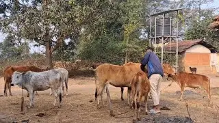 Morning routine of village 😀 🥰 || lifestyle of village || Herd cows 🐄 ||#dailyvlog #villagelifestyle