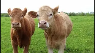 The Future Of  Livestock Farming| Smart Agri Hub
