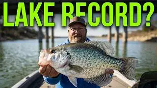 Crappie fishing 101 #crappie #crappiefishing #fishing #freshwaterfishing #giantfish #giantcreature 