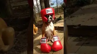 Why Boxer Dogs Are the Ultimate Chaos Machines 🐶💥