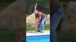 He Saved Drowning Deer 🦌🥺❤️ #faithinhumanity