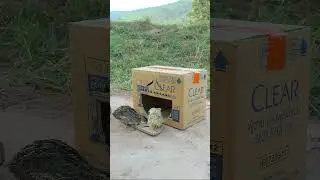 Creative DIY techniques for building quail trap #shortvideo #ytshorts #birds
