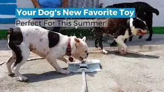 Dog Sprinkler 😱😍🐶