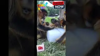 Keluarga Monyet#trending#monkeys#shorts