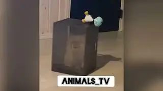 Dogs and cats are back in business.  friends adventure. коты+ собачки