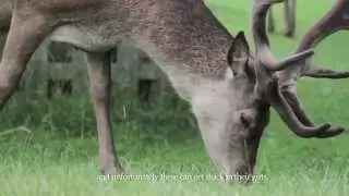 Deer in the City