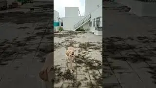 Bruno's Epic Tennis Ball Catch! 🎾🐶 #bruno