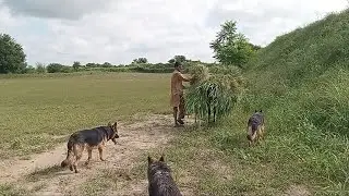 Traditional Farm Life | Cutting Green Fodder & Donkey Load with German Shepherd Dogs