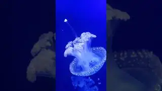 Beautiful Jellyfish Swimming!!! #shorts #love #subscribe #foryou #viralvideo #video #beautiful