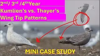 Mini Case Study: Iceland Gull Primary Pattern Changes - subadult to adult
