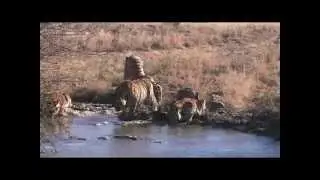 Tiger cubs try to break ice to reach water beneath ice. Help save tigers. Share the post.