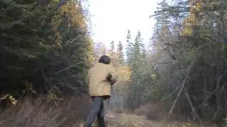 Hunting Spruce Grouse in Alaska with a air rifle September 2015