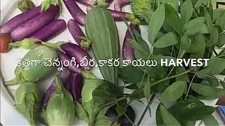 One weeklo malliharvest#