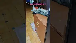 【八寶粥】兩個晚上去做小偷嗎？？#貓咪#可愛#休閒#娛樂#