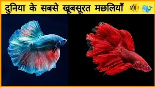 दुनिया के सबसे खूबसूरत मछलियां 😲 Most beautyful fish in the world || #facts #shorts