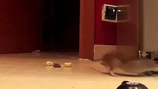 Rat Finally Caught on Camera in JVT - 