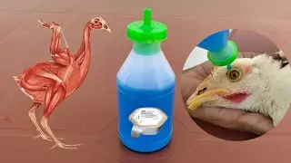 Poultry Disease Control and Prevention | Poultry Vaccinations | Backyard Chicken Vaccines | DrARSHAD