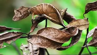 9 animais que são mestres na arte da camuflagem