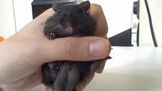 Black Gerbil