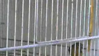 Young Spinus  2011.mp4