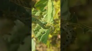 Large group of Sawfly larvae defoliating an Alder sapling