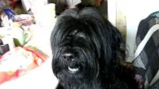 Tibetan terrier Bruno want to eat