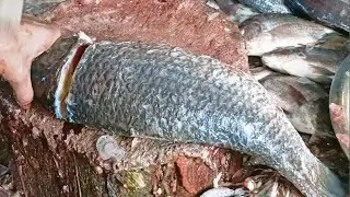 How To Fillet A Rohu Fish Cutting At Home