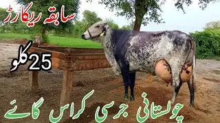 Cholistani jersey cross cow | cholistani cow in Pakistan | cholistani Friesian cross cow | cow sale
