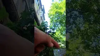Замовлення за 60 грн #bolt #shorts #shortvideos #gopro #glovo #courierdelivery #courier