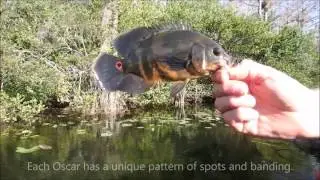 Oscar & Florida Gar on the Tamiami Trail