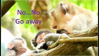 Excellent mom | Casi warn little monkey go away not disturb Carlvin & Celine​ get milk