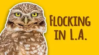 Backyard Birding Episode 1: Bird Diversity in Los Angeles County #NHMLA #backyardbirding