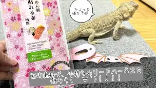 百均の素材でフトアゴのハーネスをデコる！bearded dragon