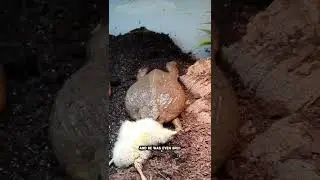 African Bullfrog Eats A Chicken! 🐥🐸 #shorts