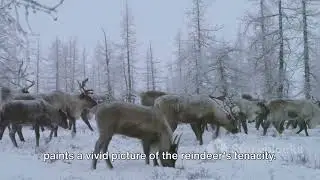 The Great Migration: Norway's Nomadic Reindeer Herds #cute animal_jc
