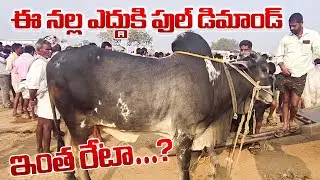 అయిజ పశువుల సంతలో భారీ రద్దీ 😲 | Cow Buffalo Prices Today | Pashuvula Santa Telugu | ధరలు షాక్ 😱