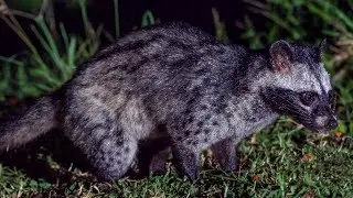 Asian Palm Civet (Paradoxurus hermaphroditus)