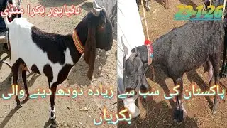 Best milk goats for sale premium dairy goats breed worldwide market 