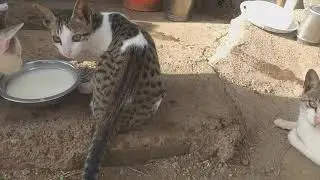 milk time | baby cat milk time |