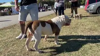 Canine Meetup: Logic Meets Chuck Spencer's Dog Leroy at ABKC Beast of the East, Richmond VA