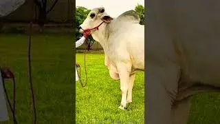Biggest Sibbi bull🐂 Mela winners 🏆 Mashallah 🔥😱 #sibbibull #cowmandi #like