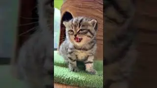 play and doing funn mr. cat