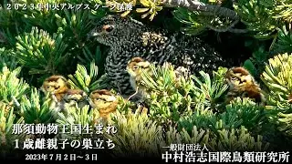 2023年 中央アルプス木曽駒ケ岳 ライチョウケージ保護「那須動物王国生まれ １歳雌親 家族の巣立ち、そしてケージに保護」