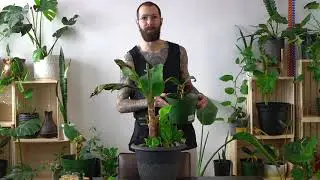 How to Propagate Banana Plants | Dwarf Cavendish Care